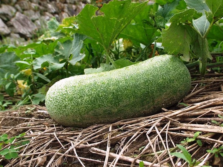 191 of the Healthiest Vegetables Ranked (from Best to Worst)