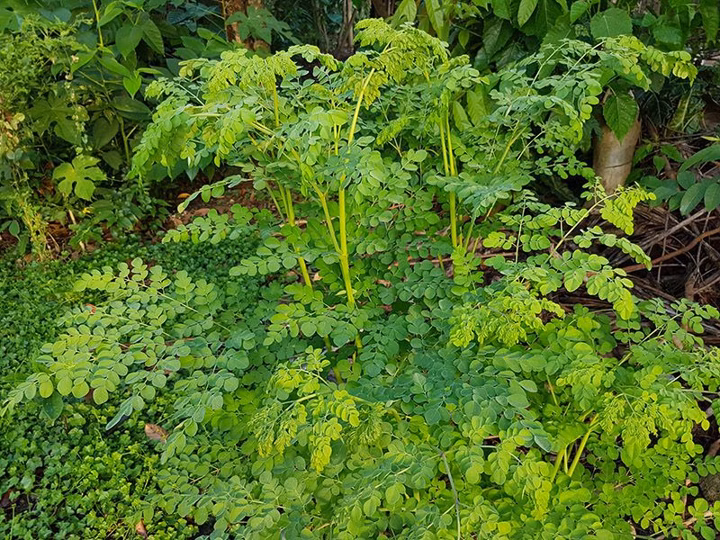 33 of the Healthiest Green Leafy Vegetables Ranked