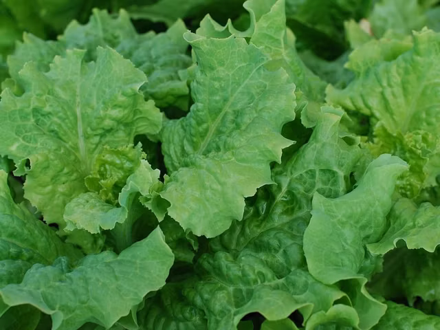 33 of the Healthiest Green Leafy Vegetables Ranked