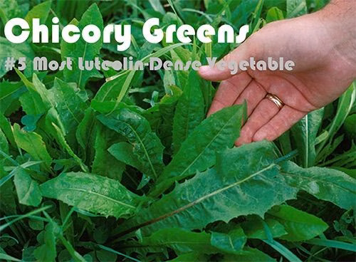37 Luteolin Rich Foods Ranked by Luteolin Density