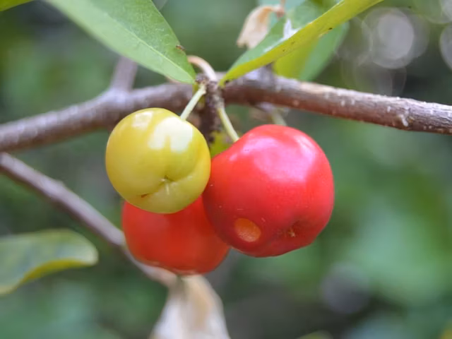 50 Vitamin C Rich Foods: Ranked from Highest to Lowest