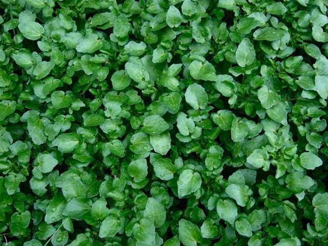 63 Kaempferol Rich Foods (Ranked)