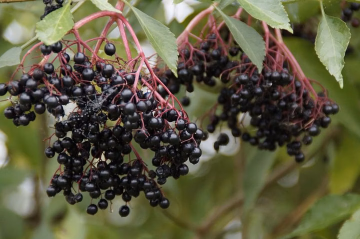 75 of the Healthiest Fruits Ranked from Best to Worst