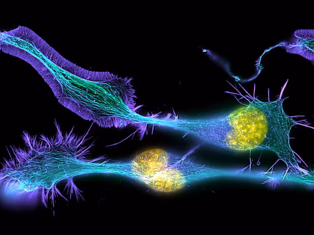 Electrotherapy for Weight Loss & Obesity-Related Diseases