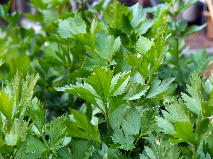 Healthiest Herb: The Math that Proves Which Herb is Healthiest