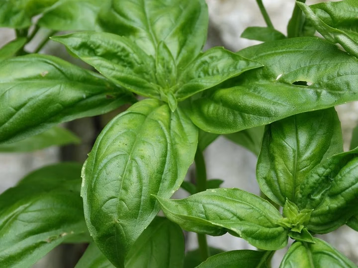 Healthiest Herb: The Math that Proves Which Herb is Healthiest