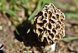Healthiest Mushrooms: 9 Varieties Ranked by Nutrient Density