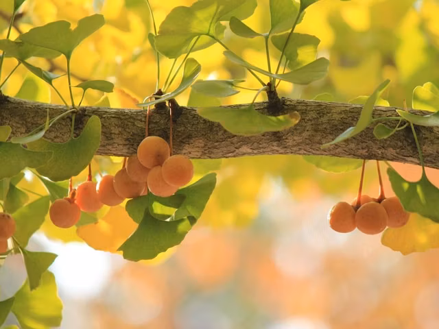 Healthiest Nuts: 16 Nutritious Nuts Ranked from Best to Worst