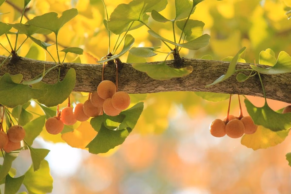 Healthiest Nuts: 16 Nutritious Nuts Ranked from Best to Worst