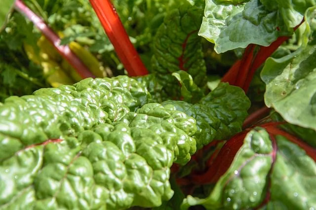 Myricetin in Foods (Myricetin Density of 27 Foods)