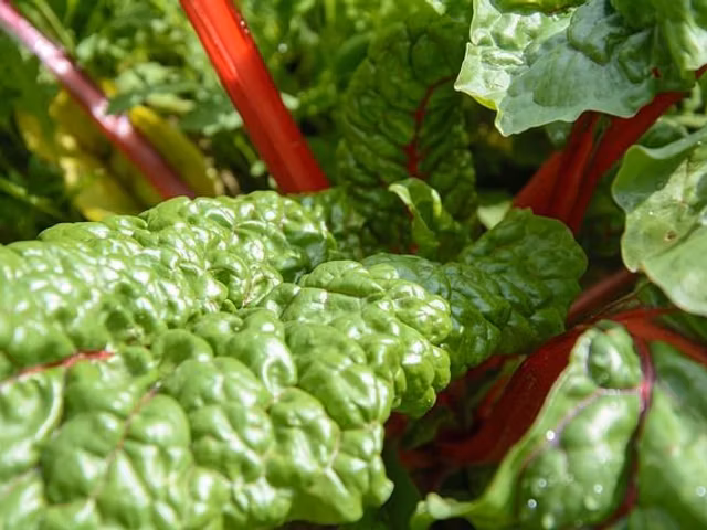 Myricetin in Foods (Myricetin Density of 27 Foods)