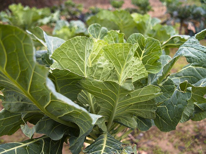 191 of the Healthiest Vegetables Ranked (from Best to Worst)