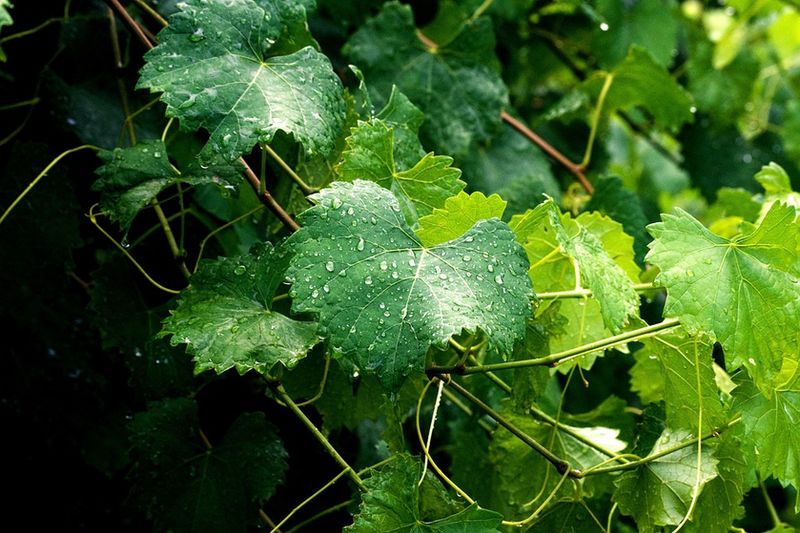 191 of the Healthiest Vegetables Ranked (from Best to Worst)