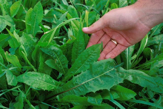 33 of the Healthiest Green Leafy Vegetables Ranked