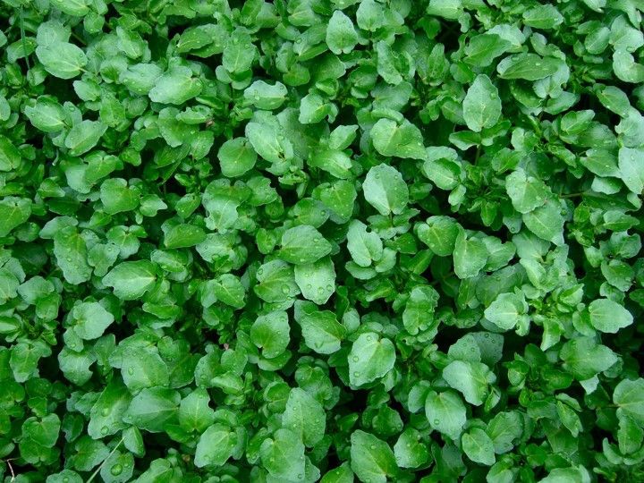 63 Kaempferol Rich Foods (Ranked)