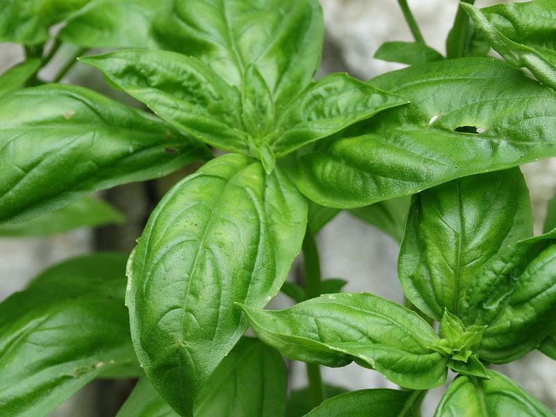 Healthiest Herb: The Math that Proves Which Herb is Healthiest