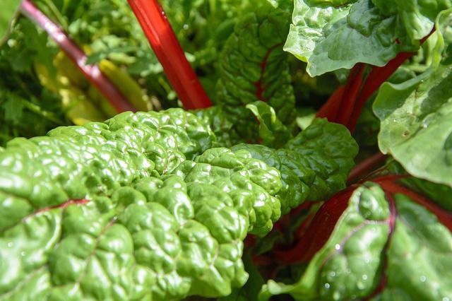 Myricetin in Foods (Myricetin Density of 27 Foods)