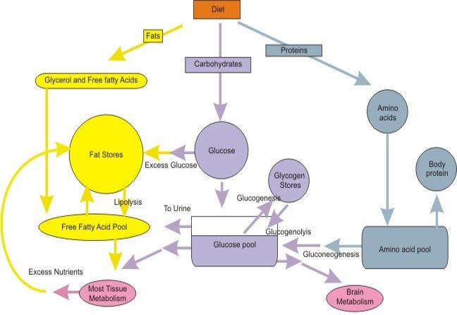 Nutrition Data: The Ultimate Guide to Personalized Nutrition